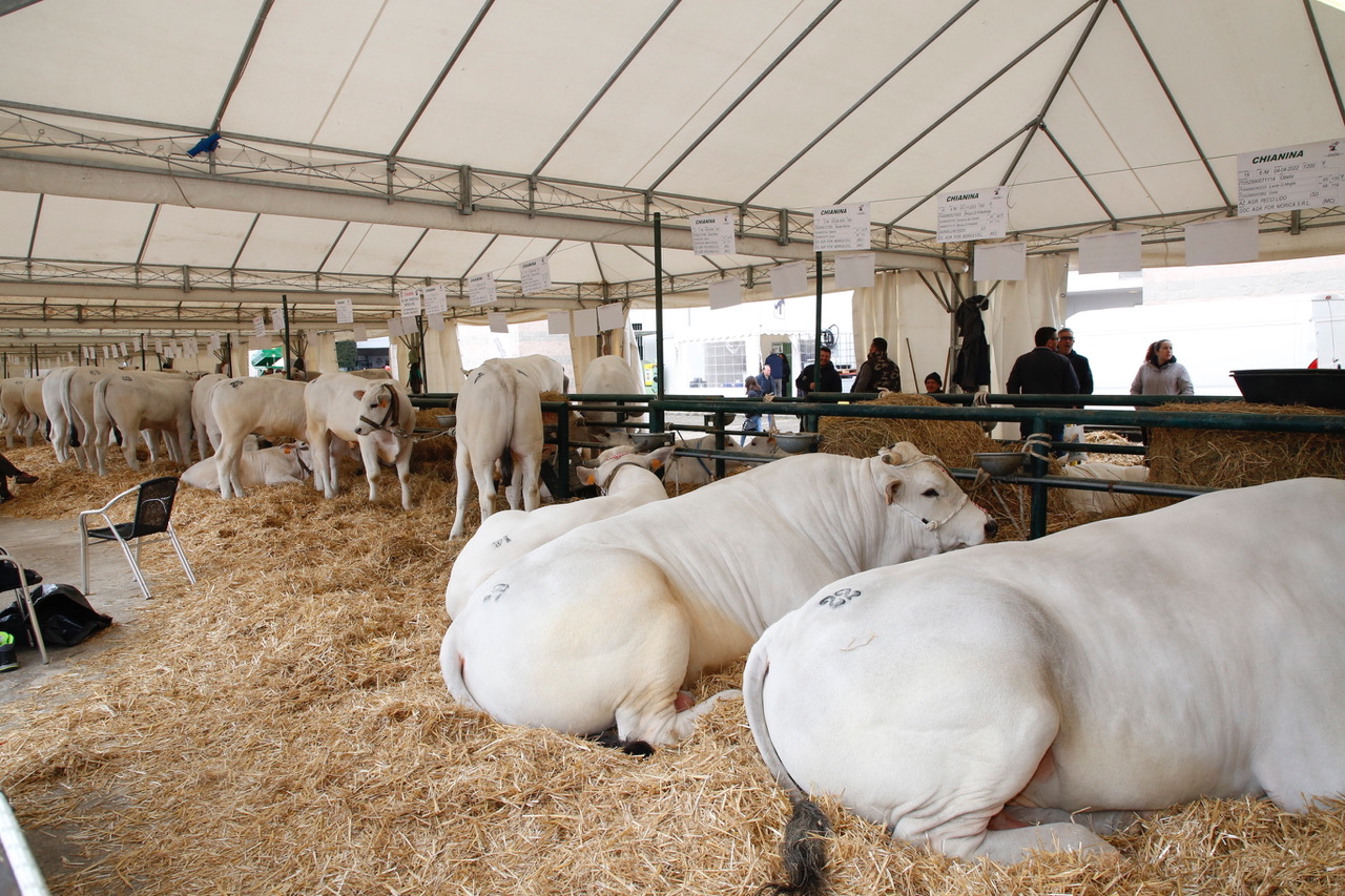 Agriumbria, festa dell’agricoltura italiana. Fiera a doppia vocazione: business ed evento popolare (foto) 13