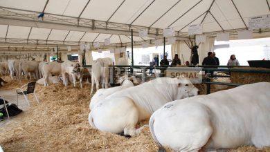 Agriumbria, festa dell’agricoltura italiana. Fiera a doppia vocazione: business ed evento popolare (foto) 17 Agriumbria, festa dell’agricoltura italiana. Fiera a doppia vocazione: business ed evento popolare (foto) 16