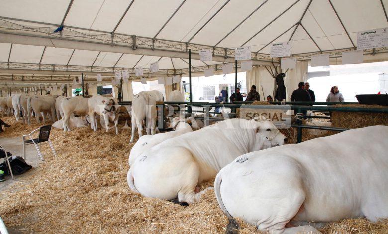 Agriumbria, festa dell’agricoltura italiana. Fiera a doppia vocazione: business ed evento popolare (foto) 2 Agriumbria, festa dell’agricoltura italiana. Fiera a doppia vocazione: business ed evento popolare (foto) 1
