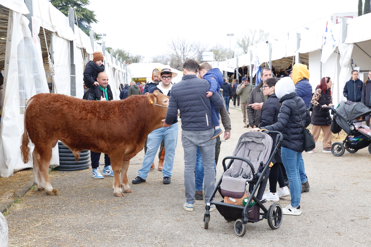 Agriumbria, festa dell’agricoltura italiana. Fiera a doppia vocazione: business ed evento popolare (foto) 11