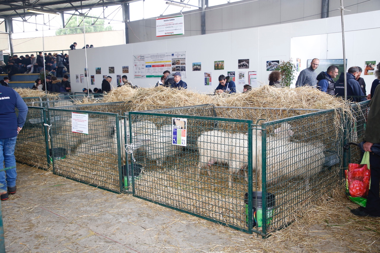 Agriumbria, festa dell’agricoltura italiana. Fiera a doppia vocazione: business ed evento popolare (foto) 7
