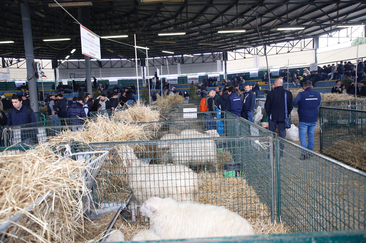 Agriumbria, festa dell’agricoltura italiana. Fiera a doppia vocazione: business ed evento popolare (foto) 5