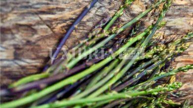Asparagi sì, ma in sicurezza! I consigli del Soccorso Alpino e Speleologico Umbria 11