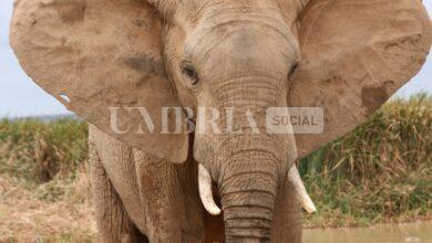 A Gubbio spunta... un elefante: l'animale fuggito da un circo 12 A Gubbio spunta... un elefante: l'animale fuggito da un circo 11