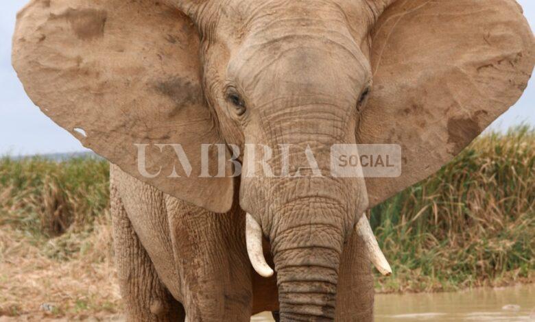 A Gubbio spunta... un elefante: l'animale fuggito da un circo 2 A Gubbio spunta... un elefante: l'animale fuggito da un circo 1