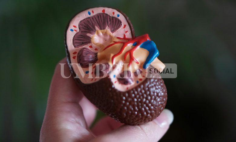 Giornata mondiale del rene 2025, la Regione Umbria aderisce con una serie di iniziative 2 Giornata mondiale del rene 2025, la Regione Umbria aderisce con una serie di iniziative 1