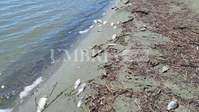 Lago Trasimeno: attivata una task force per intervenire sulla morìa di pesci 14 Lago Trasimeno: attivata una task force per intervenire sulla morìa di pesci 13