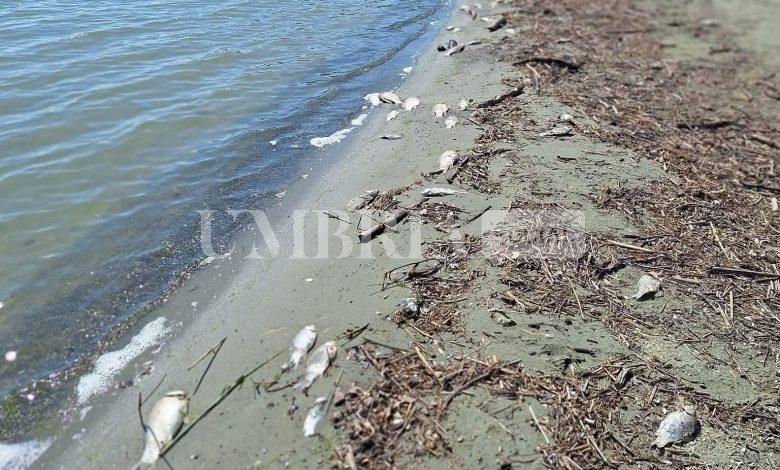 Lago Trasimeno: attivata una task force per intervenire sulla morìa di pesci 2 Lago Trasimeno: attivata una task force per intervenire sulla morìa di pesci 1