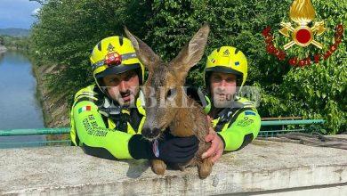 Capriolo femmina incinta salvata ad Amelia da Vigili del Fuoco e S.A.F. (foto) 16 Capriolo femmina incinta salvata ad Amelia da Vigili del Fuoco e S.A.F. (foto) 15