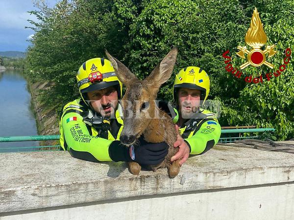 Capriolo femmina incinta salvata ad Amelia da Vigili del Fuoco e S.A.F. (foto) 2 Capriolo femmina incinta salvata ad Amelia da Vigili del Fuoco e S.A.F. (foto) 1