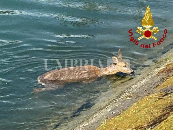 Capriolo femmina incinta salvata ad Amelia da Vigili del Fuoco e S.A.F. (foto) 3