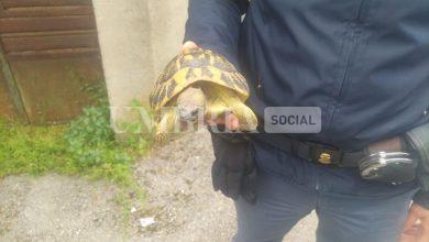 Tartaruga ferita "a passeggio" per strada salvata dalla Polizia 20 Tartaruga ferita "a passeggio" per strada salvata dalla Polizia 19