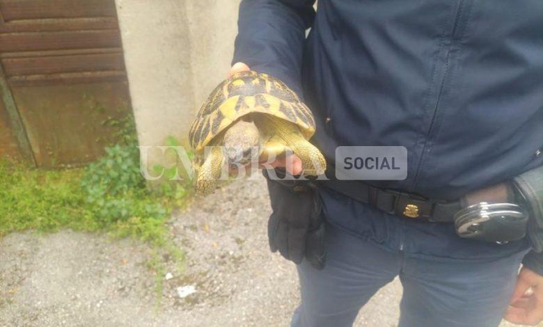 Tartaruga ferita "a passeggio" per strada salvata dalla Polizia 2 Tartaruga ferita "a passeggio" per strada salvata dalla Polizia 1
