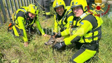 I vigili del fuoco salvano un altro capriolo: recuperato nel canale di Recentino 8 I vigili del fuoco salvano un altro capriolo: recuperato nel canale di Recentino 7