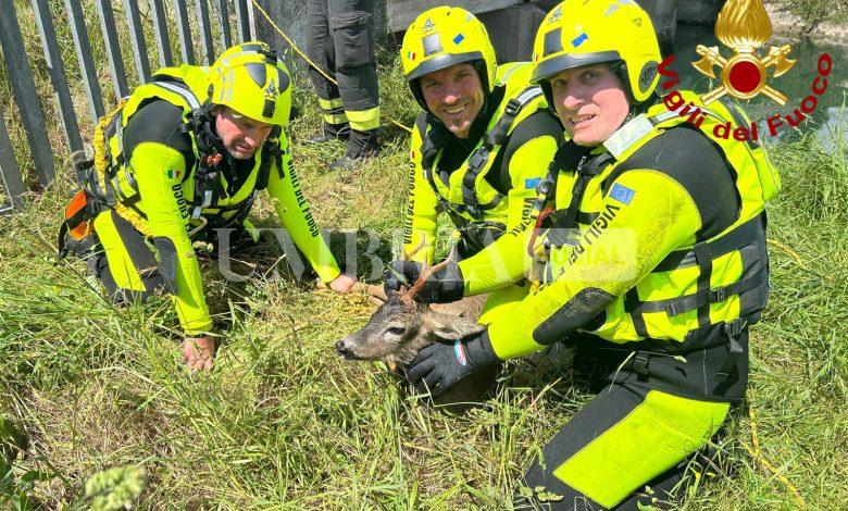 I vigili del fuoco salvano un altro capriolo: recuperato nel canale di Recentino 2 I vigili del fuoco salvano un altro capriolo: recuperato nel canale di Recentino 1