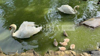 Fiocchi rosa e azzurri al parco dei cigni di Castello, nati sei nuovi anatroccoli 8 Fiocchi rosa e azzurri al parco dei cigni di Castello, nati sei nuovi anatroccoli 7
