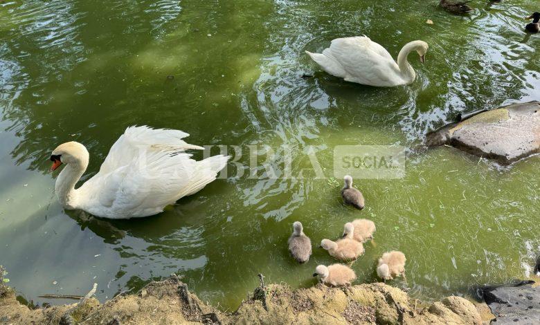 Fiocchi rosa e azzurri al parco dei cigni di Castello, nati sei nuovi anatroccoli 2 Fiocchi rosa e azzurri al parco dei cigni di Castello, nati sei nuovi anatroccoli 1