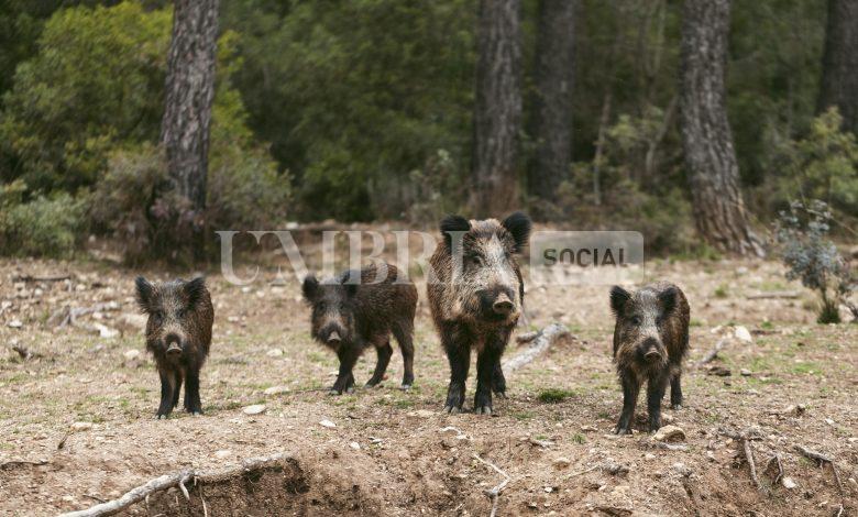 Umbria, via libera al nuovo calendario venatorio per la selezione del cinghiale 1