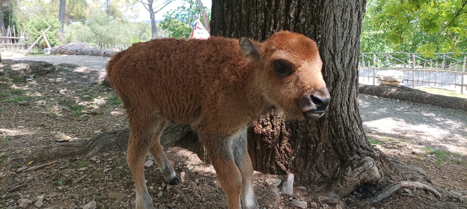 Fiocco rosa a Perugia: è nata Dakota, la nuova bisontina di Città della Domenica 9