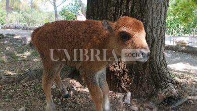 Fiocco rosa a Perugia: è nata Dakota, la nuova bisontina di Città della Domenica 15