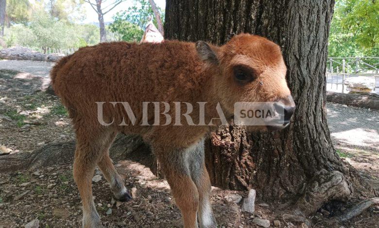 Fiocco rosa a Perugia: è nata Dakota, la nuova bisontina di Città della Domenica 1
