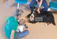 Pet therapy all’Ospedale di Perugia con Simba, il Bovaro del Bernese 11