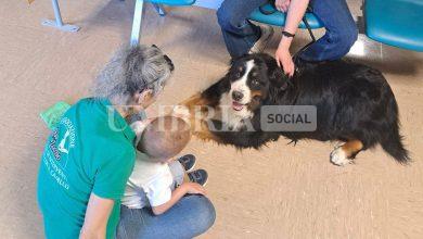 Pet therapy all’Ospedale di Perugia con Simba, il Bovaro del Bernese 3