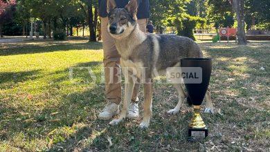 Tiferno Dog show, la regina è Glyphis, due anni 2
