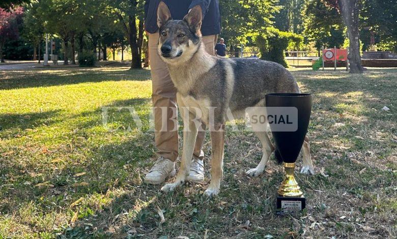 Tiferno Dog show, la regina è Glyphis, due anni 1