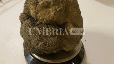 Nei boschi di Montefalco trovato un tartufo da record da oltre 1.4 kg 16 Nei boschi di Montefalco trovato un tartufo da record da oltre 1.4 kg 15
