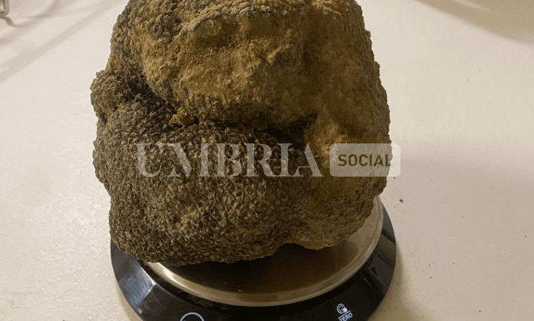 Nei boschi di Montefalco trovato un tartufo da record da oltre 1.4 kg 2 Nei boschi di Montefalco trovato un tartufo da record da oltre 1.4 kg 1