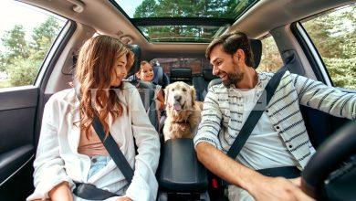 Vacanze con gli animali: mare o montagna? Come scegliere la meta ideale e cosa portare con sé 7