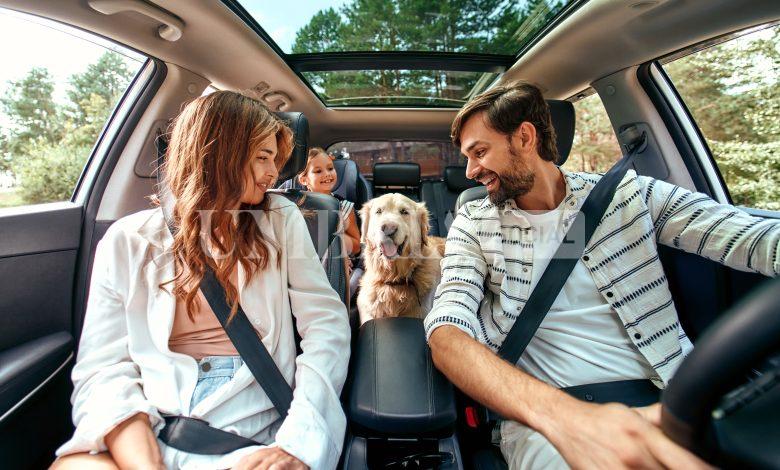 Vacanze con gli animali: mare o montagna? Come scegliere la meta ideale e cosa portare con sé 2 Vacanze con gli animali: mare o montagna? Come scegliere la meta ideale e cosa portare con sé 1