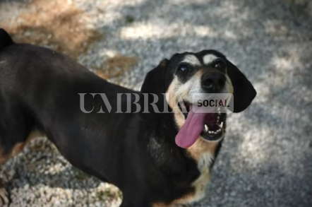 Virna, una vita in canile: è il momento di una casa tutta per sé 2 Virna, una vita in canile: è il momento di una casa tutta per sé 1