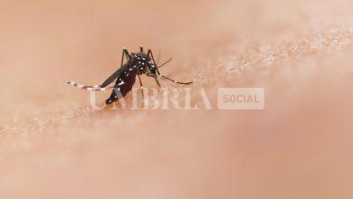 West Nile Disease: l'Umbria intensifica la sorveglianza e la comunicazione 6 West Nile Disease: l'Umbria intensifica la sorveglianza e la comunicazione 5