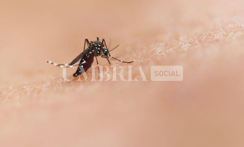 West Nile Disease: l'Umbria intensifica la sorveglianza e la comunicazione 1