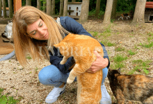 Ospedale veterinario gratuito H24. Scoccia: “Occasione per riqualificare immobili abbandonati” 15