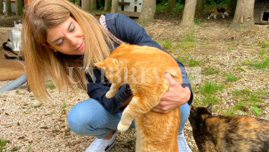 Ospedale veterinario gratuito H24. Scoccia: “Occasione per riqualificare immobili abbandonati” 5