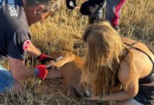 Abbandono degli animali domestici in strada, segnalare e soccorrere è un dovere: ora pene più severe 13