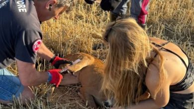 Abbandono degli animali domestici in strada, segnalare e soccorrere è un dovere: ora pene più severe 6