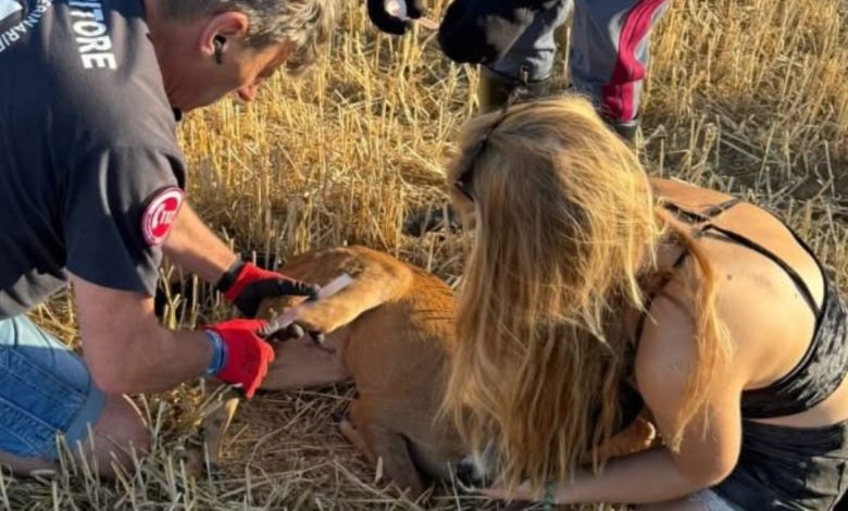 Abbandono degli animali domestici in strada, segnalare e soccorrere è un dovere: ora pene più severe 1