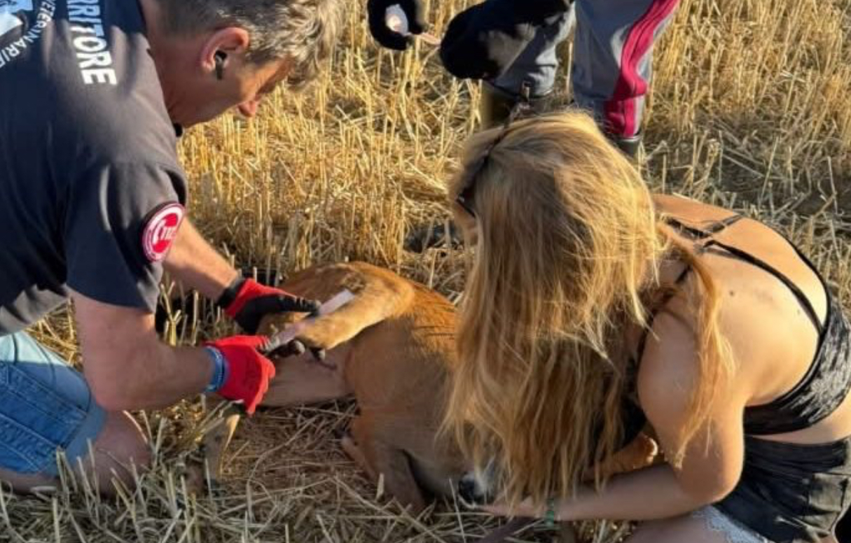 Abbandono degli animali domestici in strada, segnalare e soccorrere è un dovere: ora pene più severe 53
