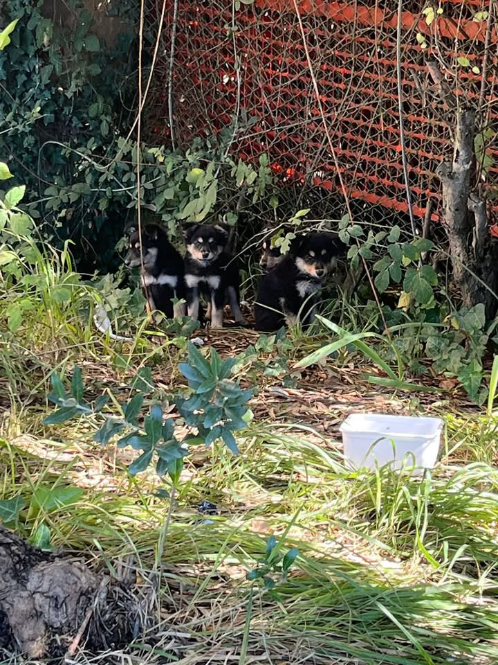 Abbandonati sulla torgianese, in salvo quattro cagnolini: stanno bene, ora cercano casa (foto) 4 Abbandonati sulla torgianese, in salvo quattro cagnolini: stanno bene, ora cercano casa (foto) 3