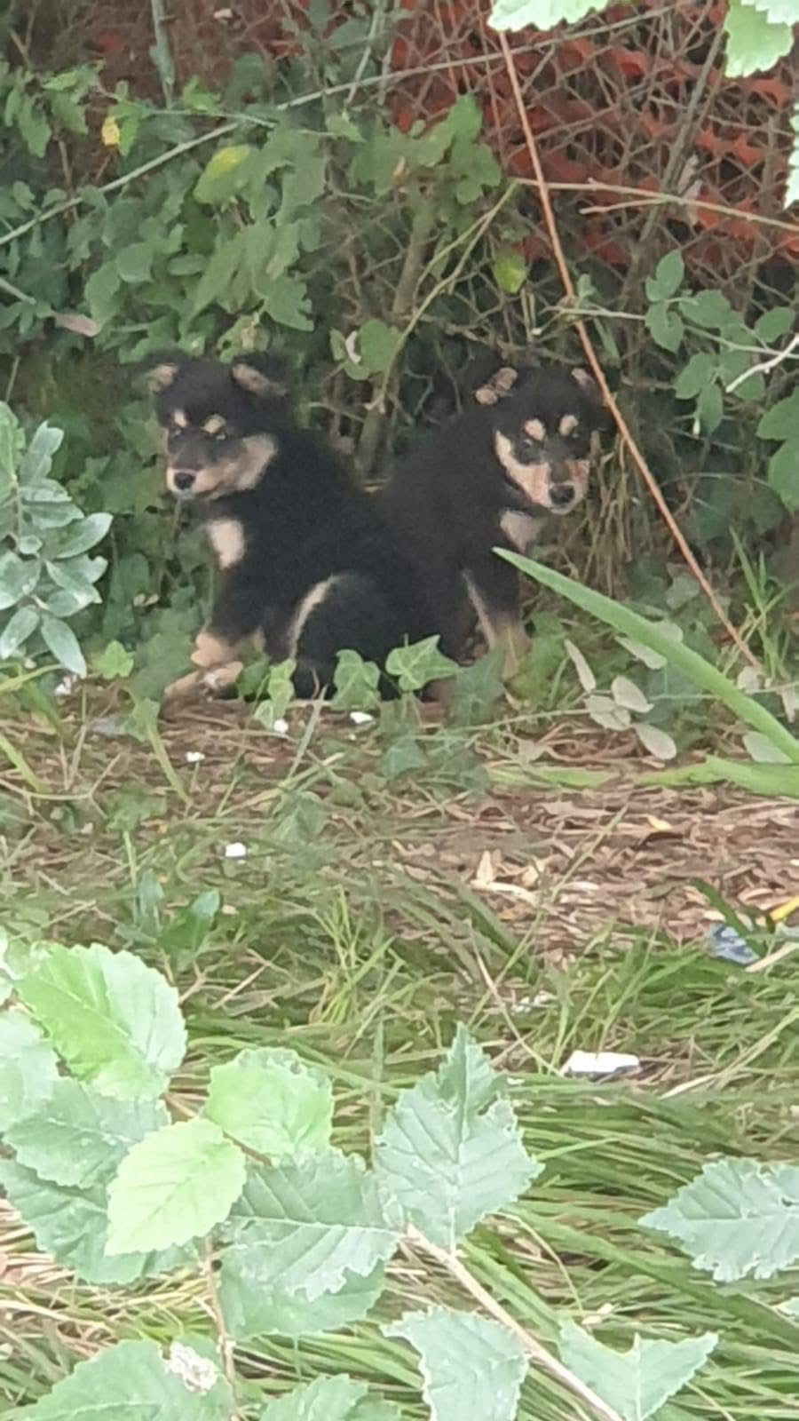 Abbandonati sulla torgianese, in salvo quattro cagnolini: stanno bene, ora cercano casa (foto) 6 Abbandonati sulla torgianese, in salvo quattro cagnolini: stanno bene, ora cercano casa (foto) 5
