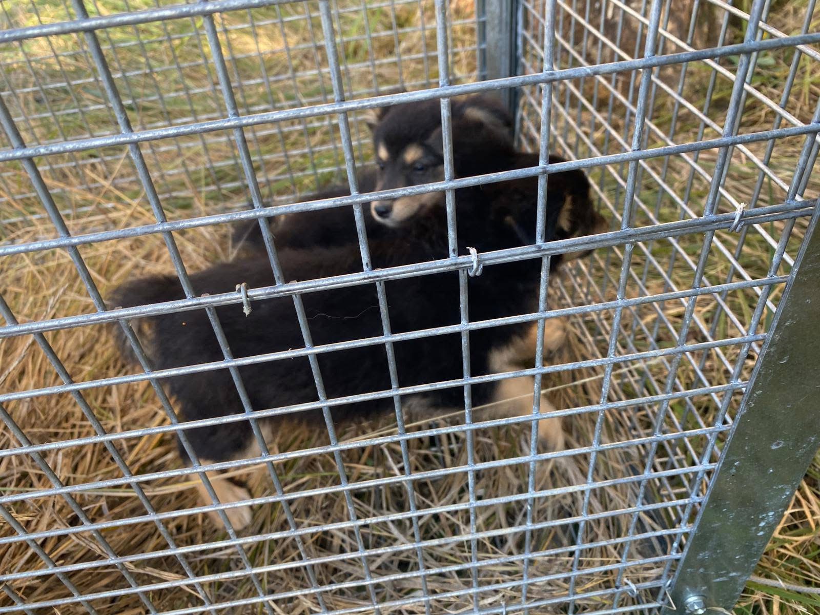 Abbandonati sulla torgianese, in salvo quattro cagnolini: stanno bene, ora cercano casa (foto) 8 Abbandonati sulla torgianese, in salvo quattro cagnolini: stanno bene, ora cercano casa (foto) 7