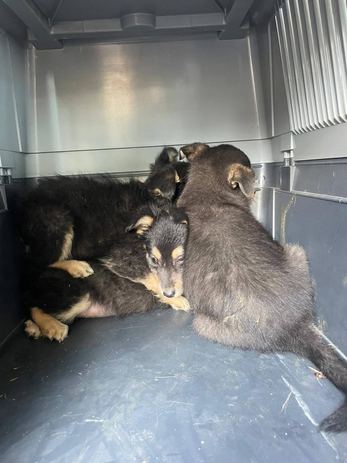 Abbandonati sulla torgianese, in salvo quattro cagnolini: stanno bene, ora cercano casa (foto) 12 Abbandonati sulla torgianese, in salvo quattro cagnolini: stanno bene, ora cercano casa (foto) 11
