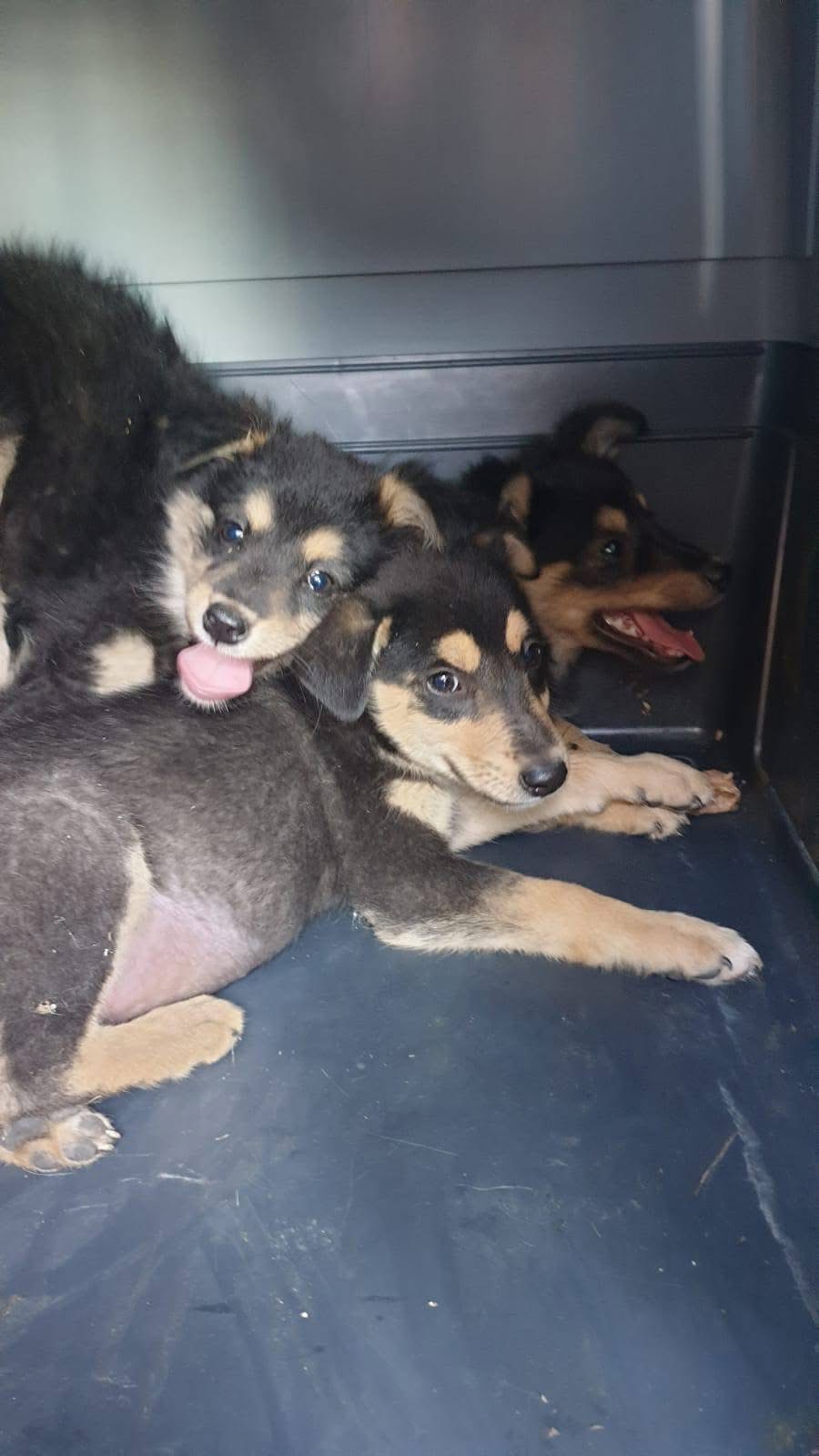 Abbandonati sulla torgianese, in salvo quattro cagnolini: stanno bene, ora cercano casa (foto) 14 Abbandonati sulla torgianese, in salvo quattro cagnolini: stanno bene, ora cercano casa (foto) 13