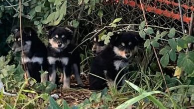 Abbandonati sulla torgianese, in salvo quattro cagnolini: stanno bene, ora cercano casa (foto) 3 Abbandonati sulla torgianese, in salvo quattro cagnolini: stanno bene, ora cercano casa (foto) 2