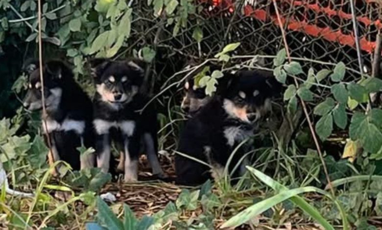 Abbandonati sulla torgianese, in salvo quattro cagnolini: stanno bene, ora cercano casa (foto) 1