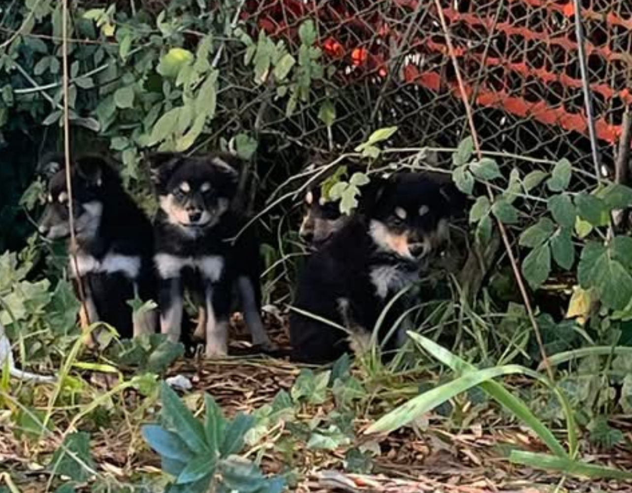 Abbandonati sulla torgianese, in salvo quattro cagnolini: stanno bene, ora cercano casa (foto) 17